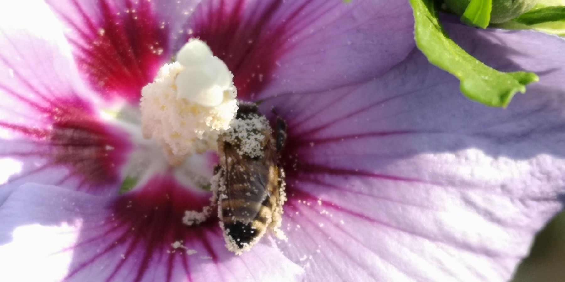 Honigbiene auf einer Hibiskusblüte