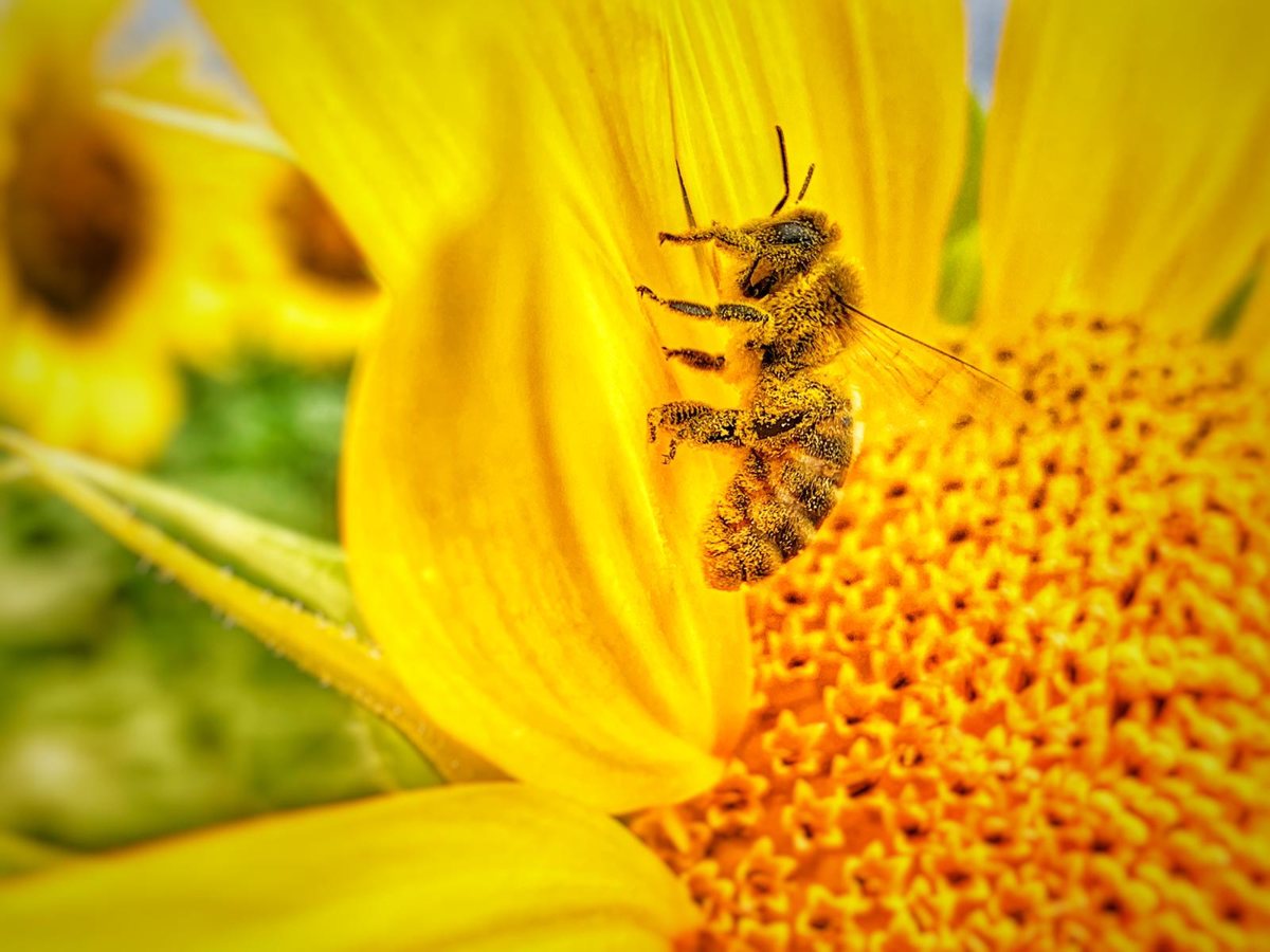 Honigbiene sammelt Nektar auf einer Sonnenblume
