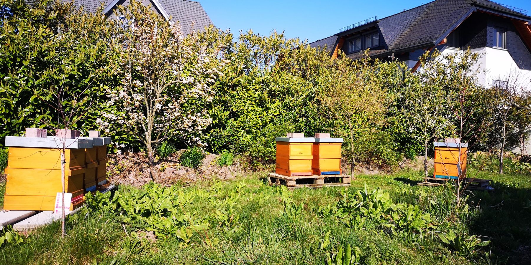 Bienenstöcke im blühenden Garten