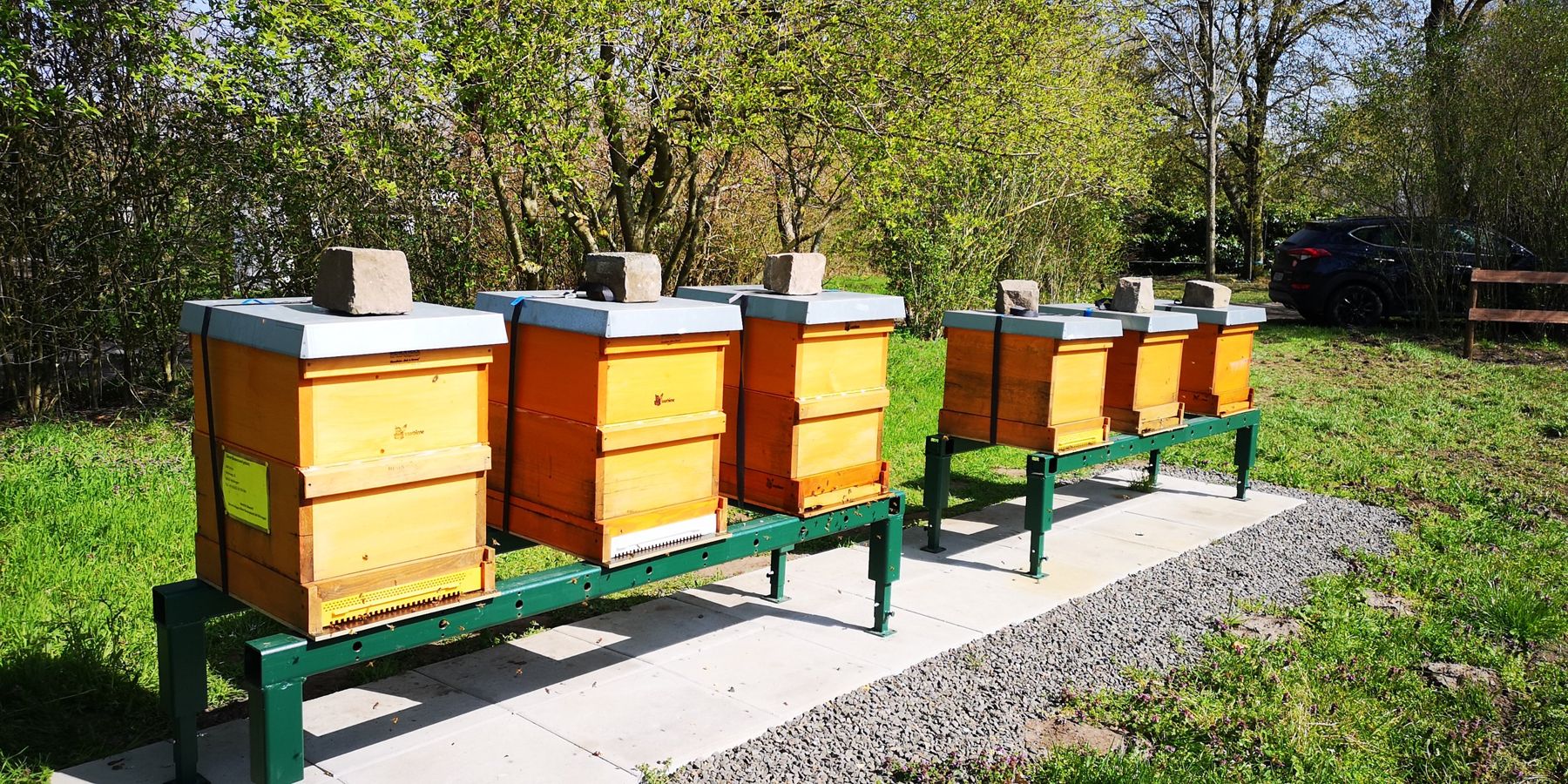 Bienenstöcke auf grünen Ständern in der Wiese