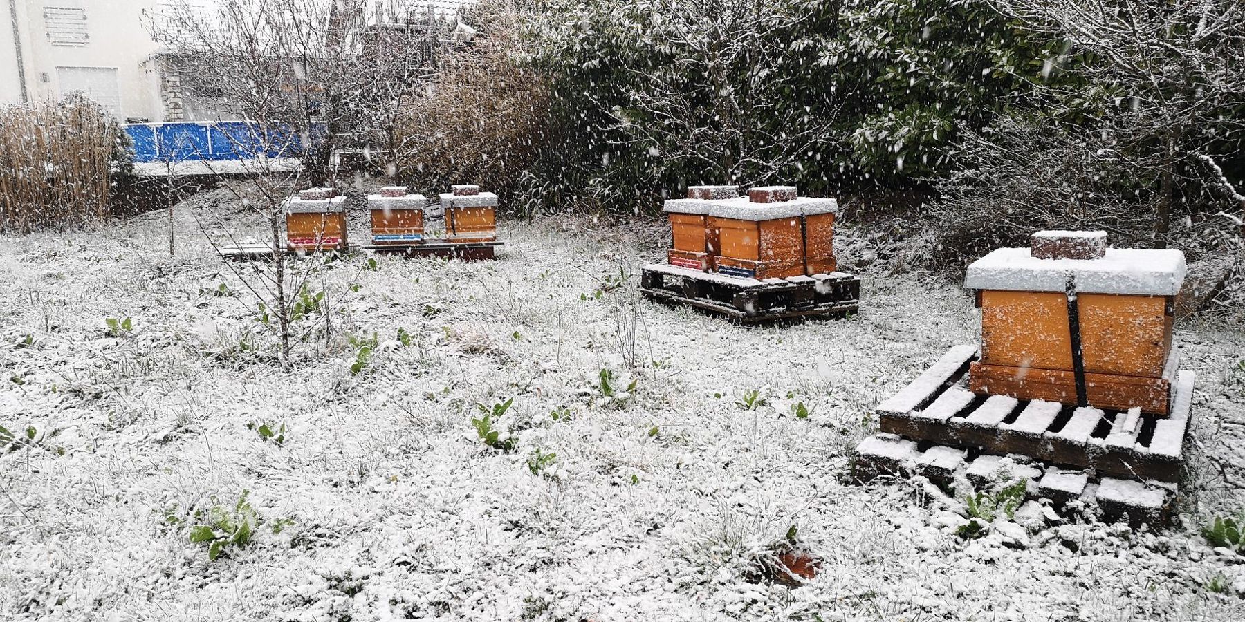 Verschneite Bienenstöcke auf der Wiese