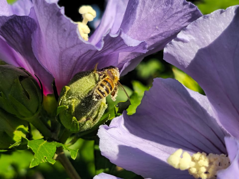Hochbetrieb im Hibiskus: Pollen für den Winter