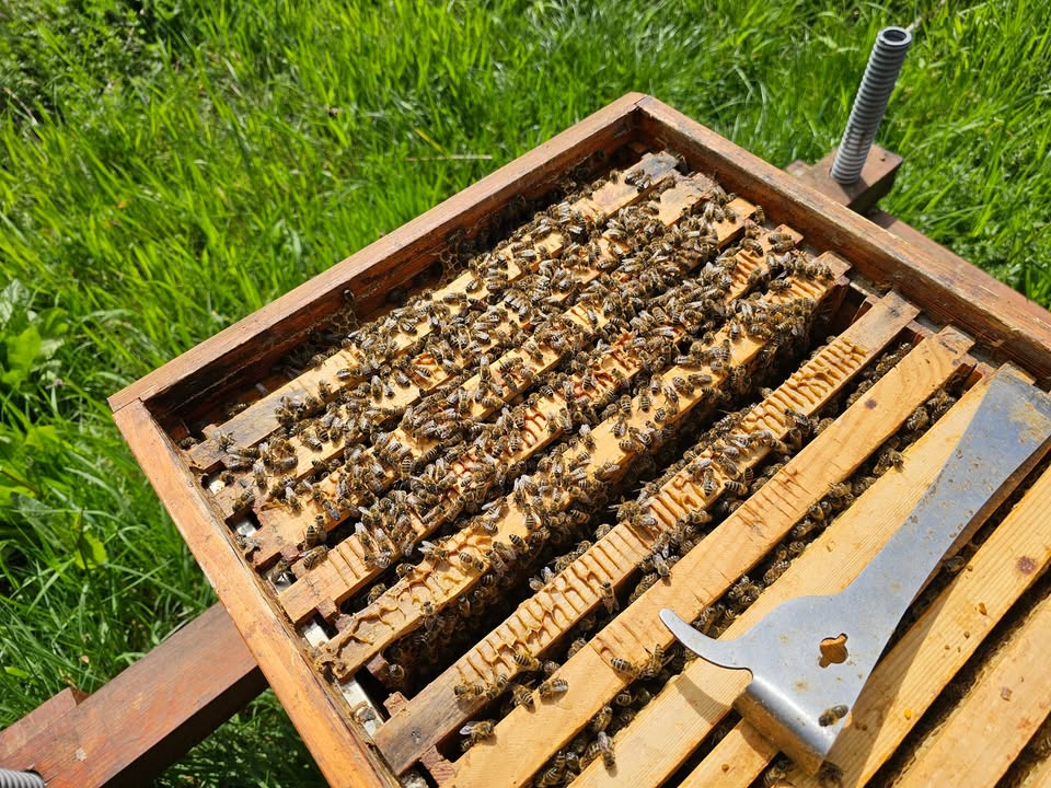 Geöffnete Beute mit Waben voller Bienen und Stockmeißel